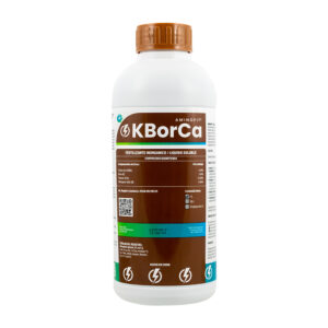 KBorca