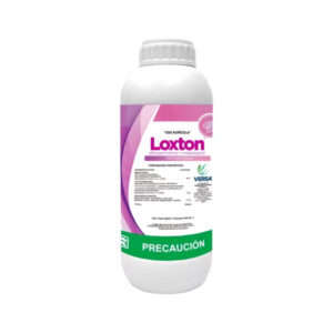Loxton